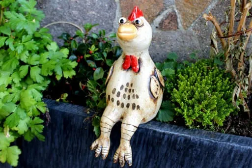 Sitzhuhn- Sitzhuhn-