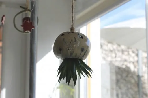 Haenger-Tillansia Haenger-Tillansia